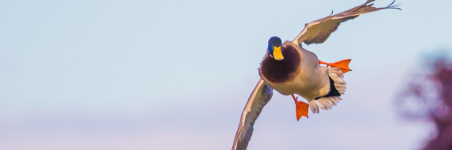 ralphbagwell's profile banner image