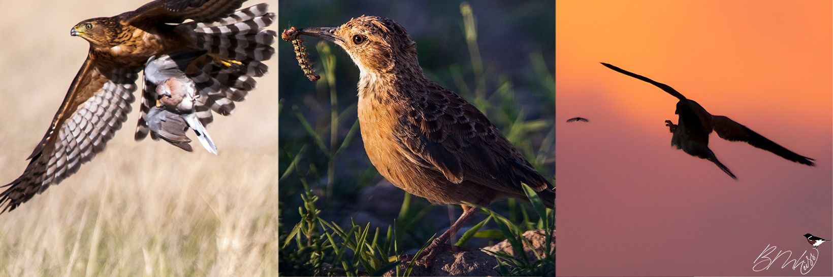 Bailey Mark Weiss banner