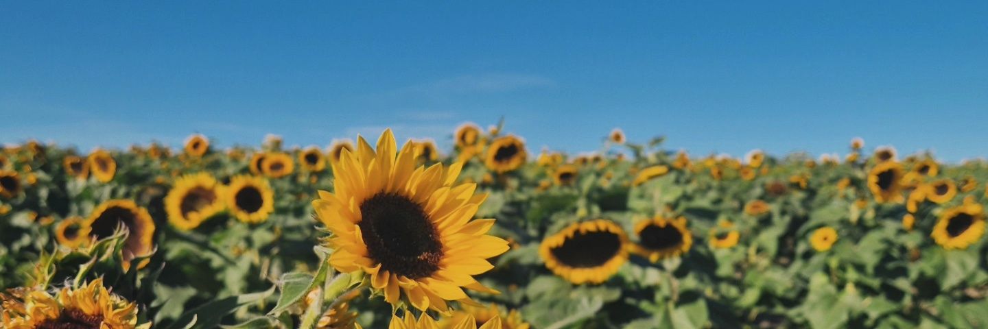 cherryb_mb's profile banner image