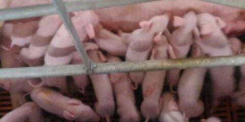 Luis Bret Capdevila banner