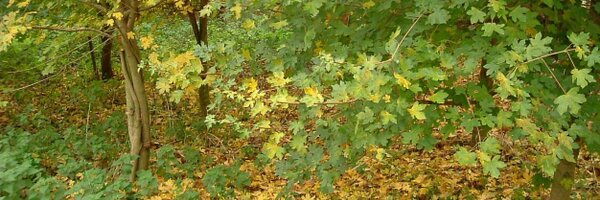 LeafieldWood Profile Banner