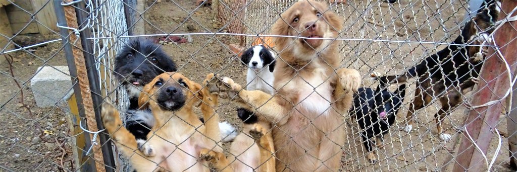 Tierfreunde Pirot banner