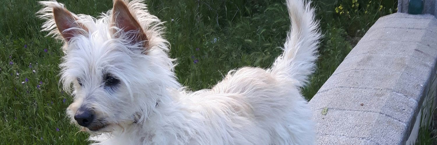 FPinero13's profile banner image