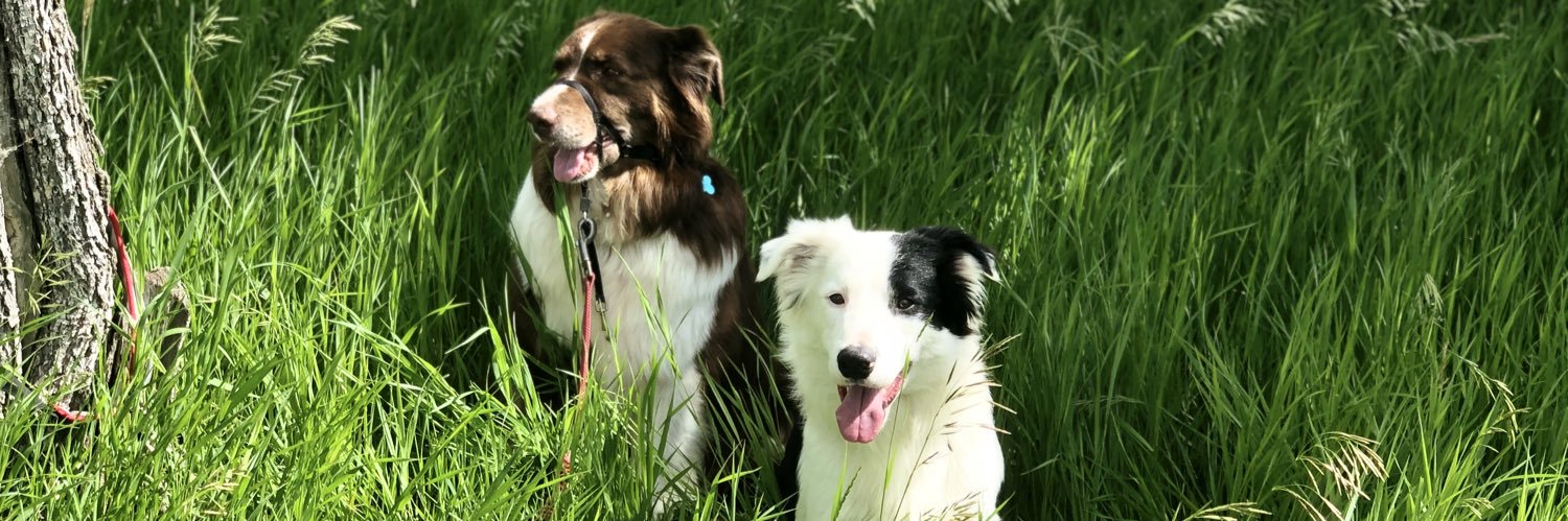 Yvonne D. Cafik, PhD banner
