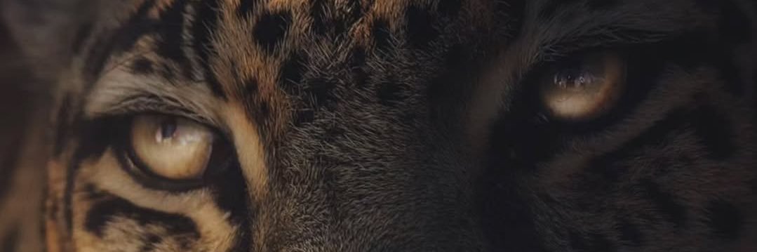 _MercedesLanea's profile banner image