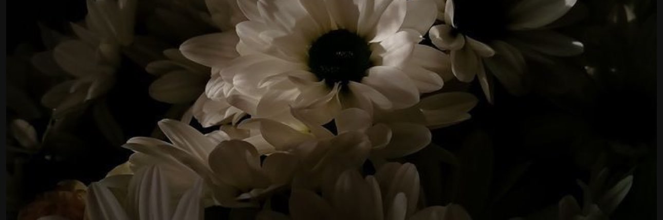 PeroVenAca's profile banner image