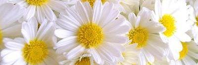 Sebnem_Turk's profile banner image