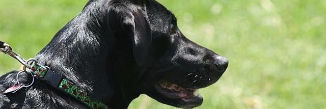 HeideFox's profile banner image