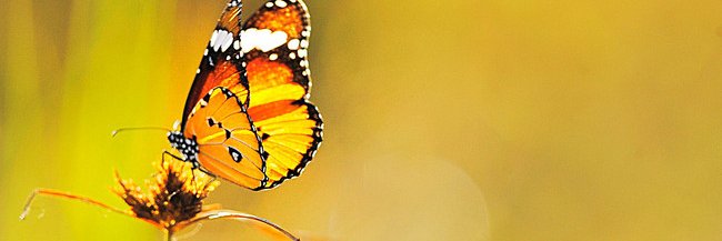 MC banner