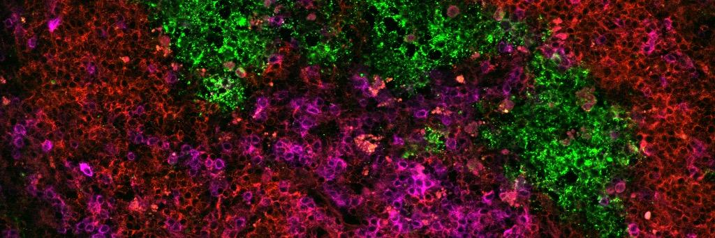 Munir Mosaheb banner