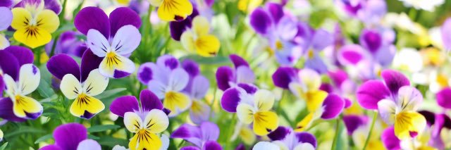 000_viola_'s profile banner image