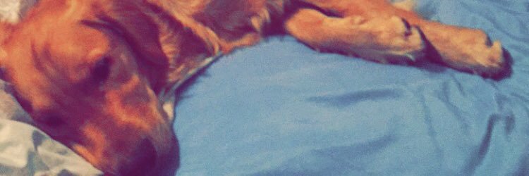 LilBeckkk's profile banner image