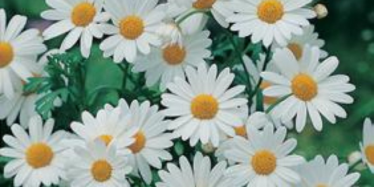 marguerite.g banner