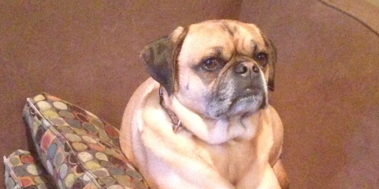 PuggleTugger's profile banner image