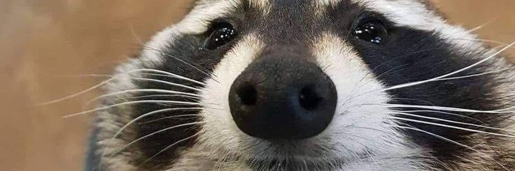 ShabbyND's profile banner image