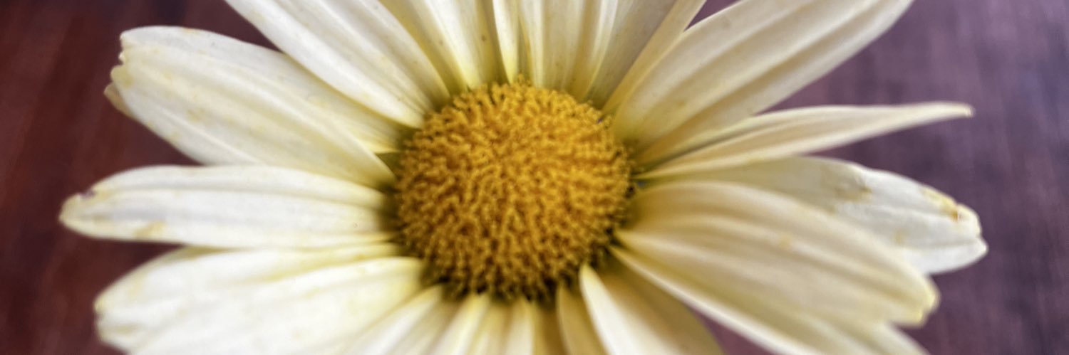 MariajoseP_20's profile banner image