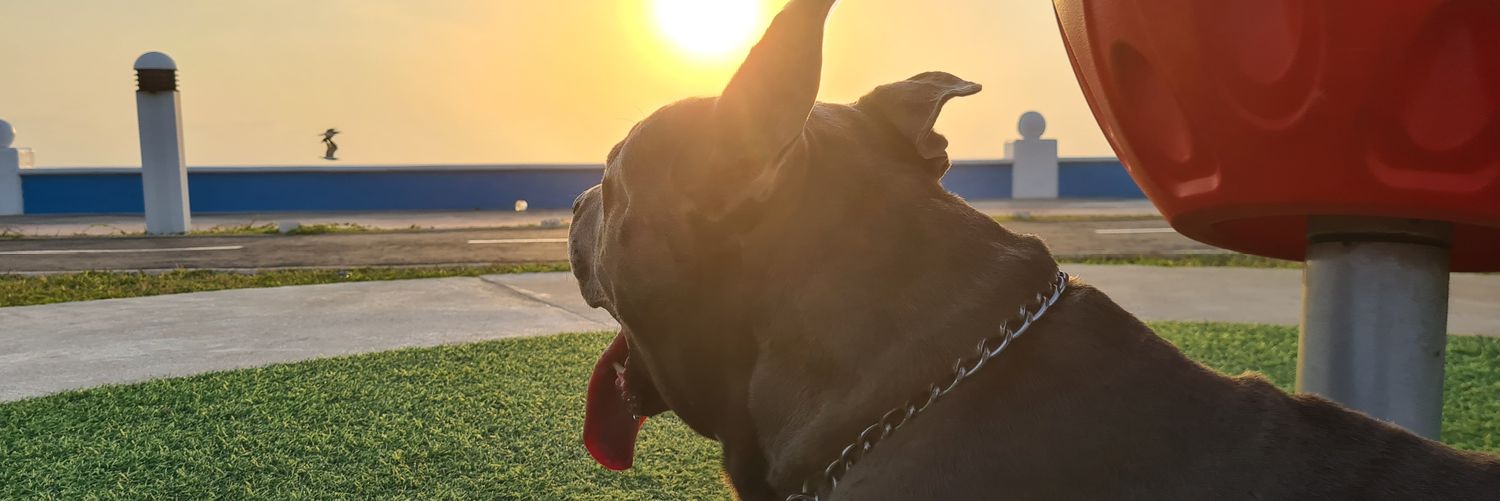 MonsterElder's profile banner image
