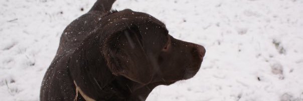 peanutbrittle12's profile banner image
