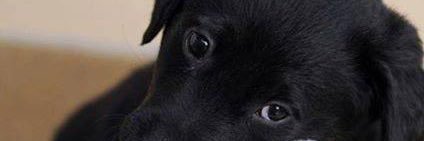 jocelynsbc's profile banner image