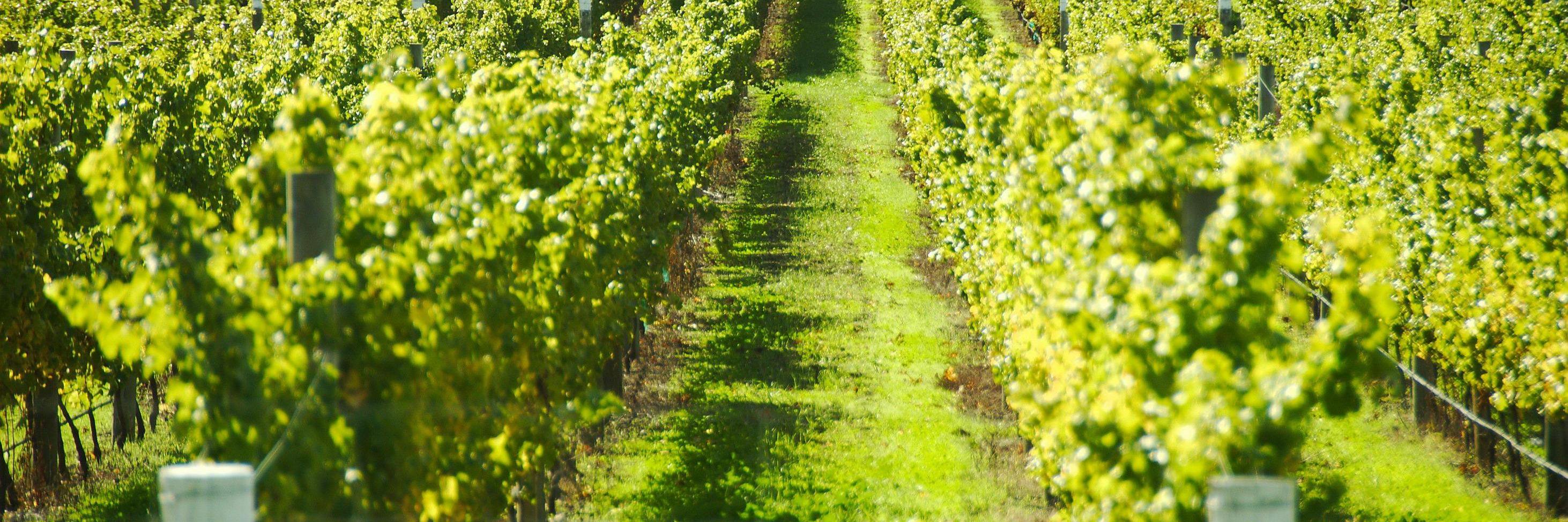 weeklywineshow's profile banner image