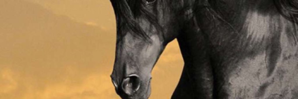 TAlbeshr's profile banner image