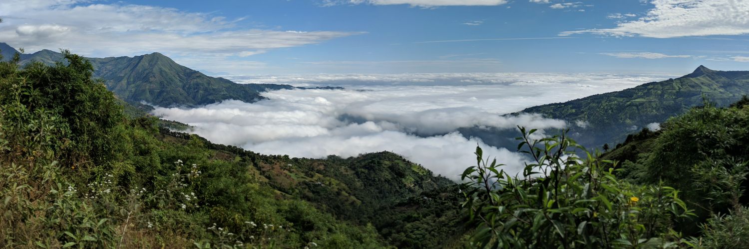 Dr. Rebecca (Becca) Tarvin 🐸 ☠️ 🐍 💚🪰 banner