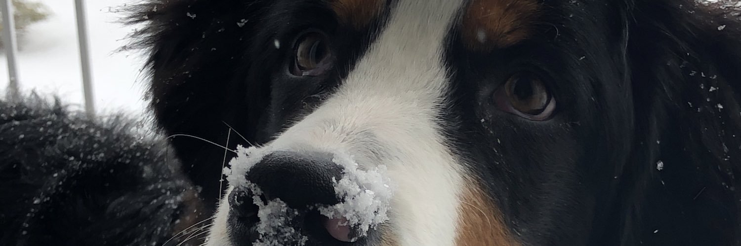 Courtney Holland banner