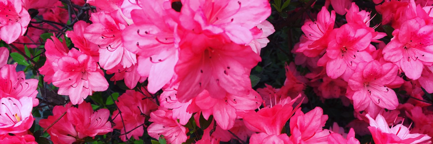 sashaptozzi's profile banner image