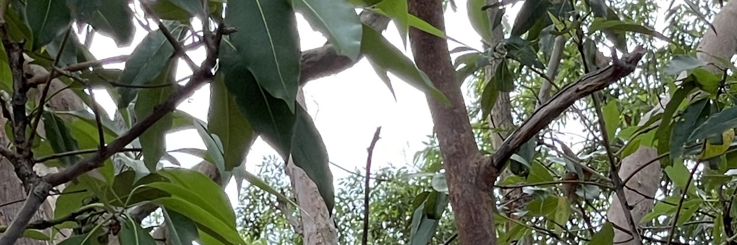 Rrrraaay's profile banner image
