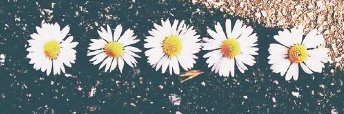 Lexi_Tolly's profile banner image