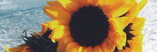 JennyRose229's profile banner image