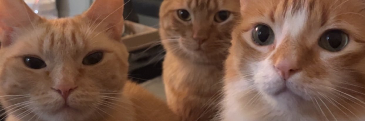 Jo$ 🐈 banner