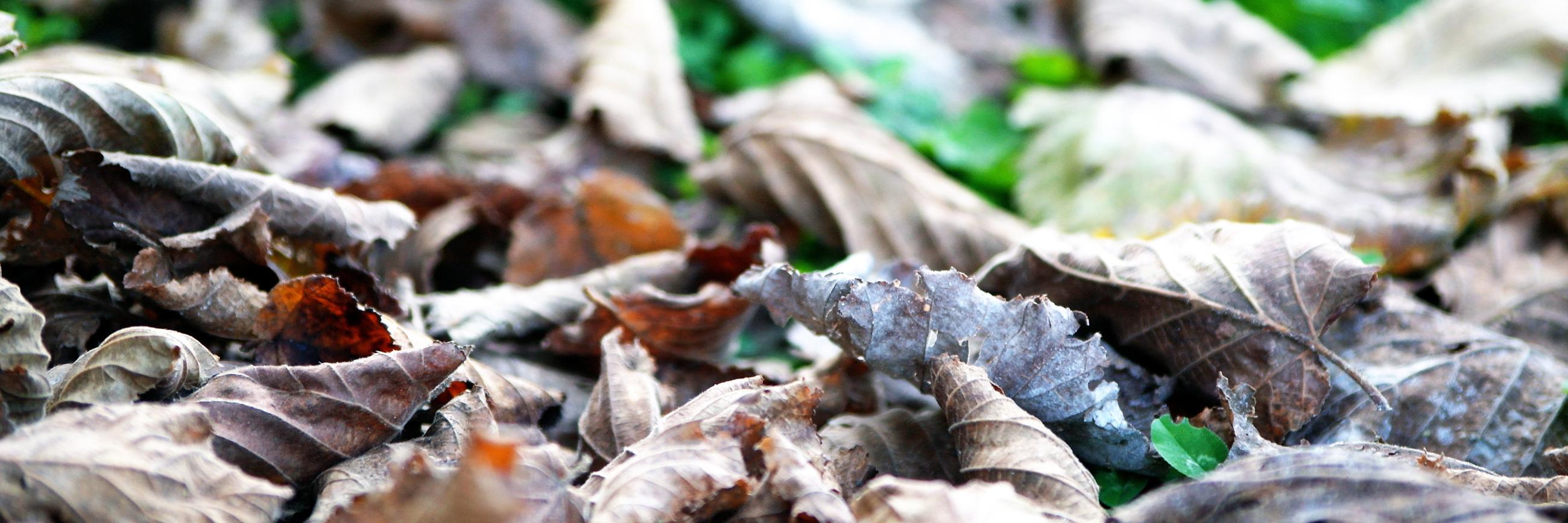 OnlineSyndication banner