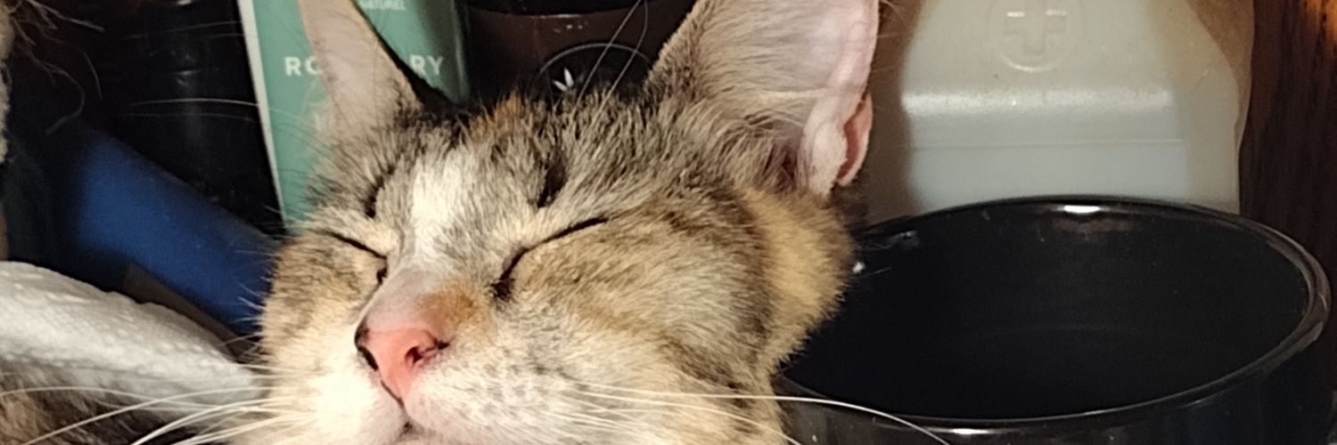 RoseMindy's profile banner image