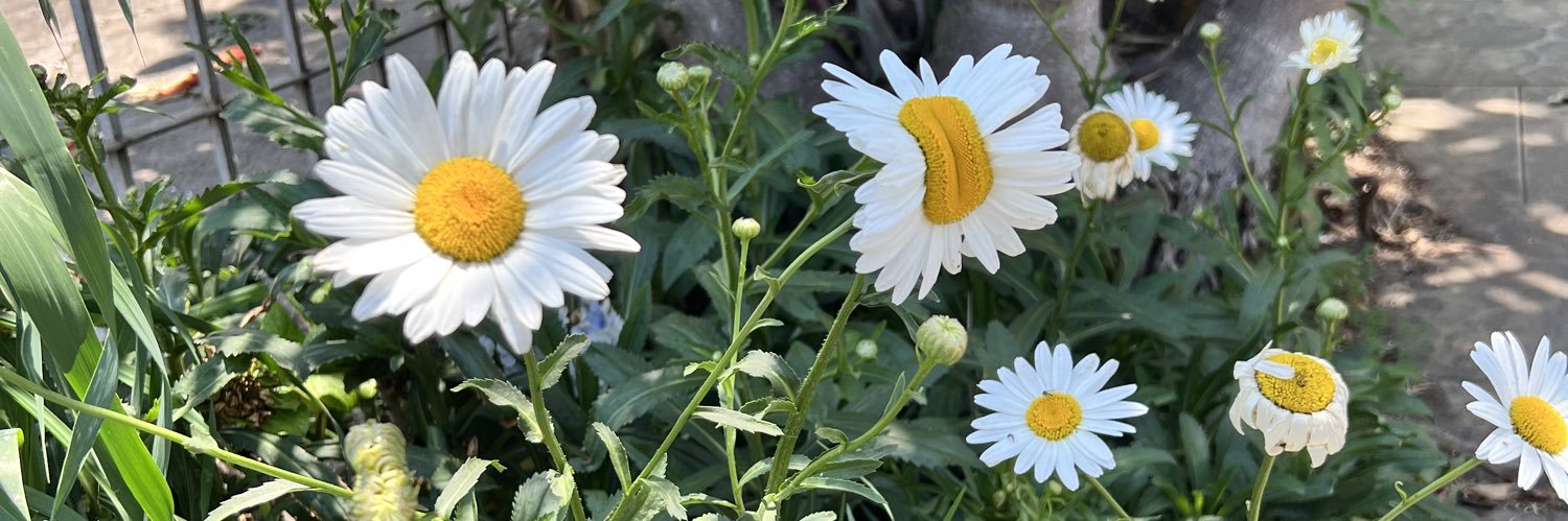 DyingSpringEyes's profile banner image