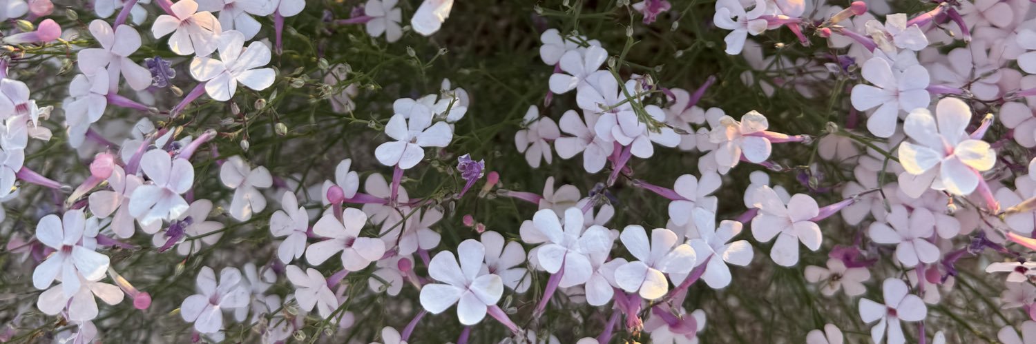 starlaaa_s's profile banner image