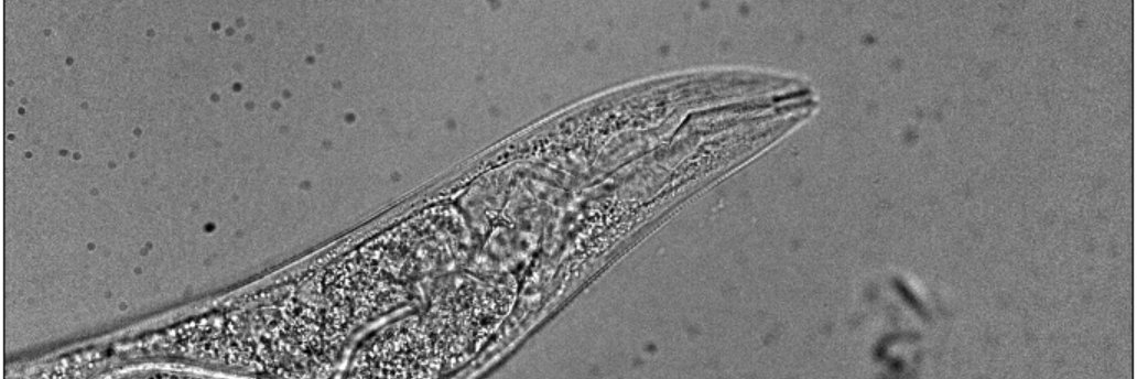 Danielle Orozco Cosio - MomtrepreNeuro banner