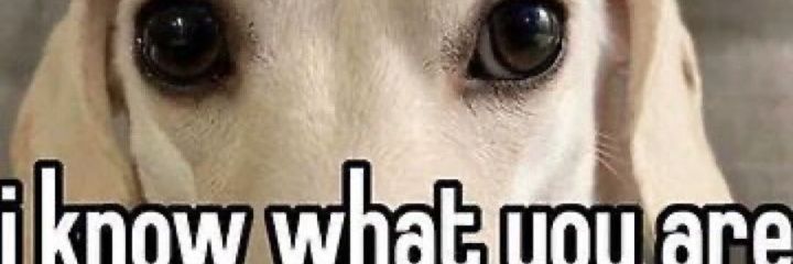 BigGobZippy's profile banner image