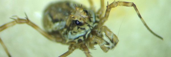 Megabunus Profile Banner