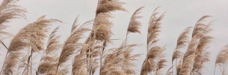 almassa_'s profile banner image