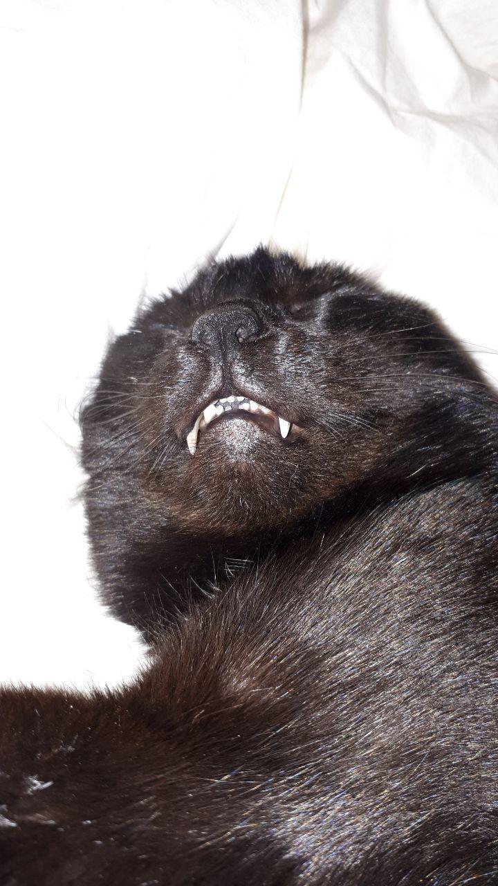 The Real Gatteenee Everywhere. 🏳️‍🌈 🇵🇸 banner