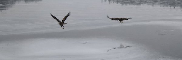 PHolmstromNL Profile Banner