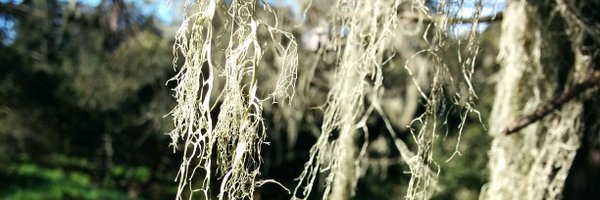 LoreAment Profile Banner