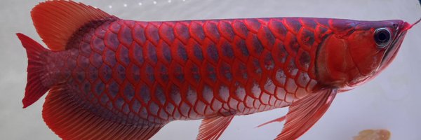 Rafflesia_jp Profile Banner