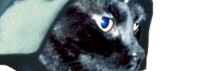 Merlins_Master's profile banner image