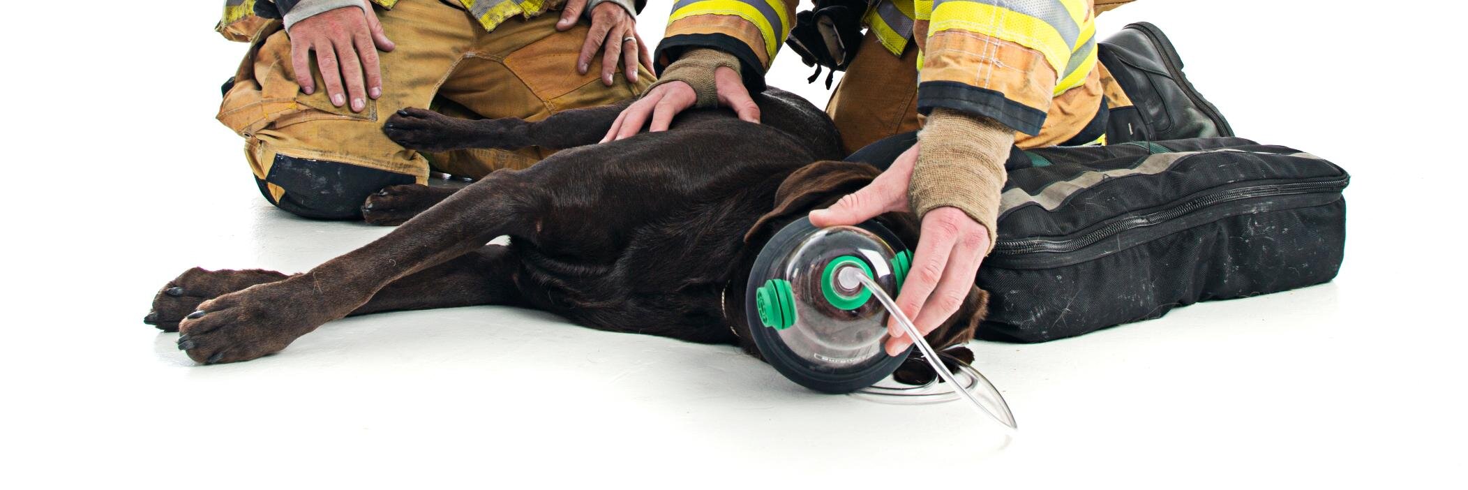 Emma Zen Foundation banner