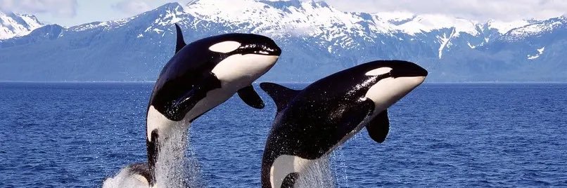 😳🕶🤏🏻 banner