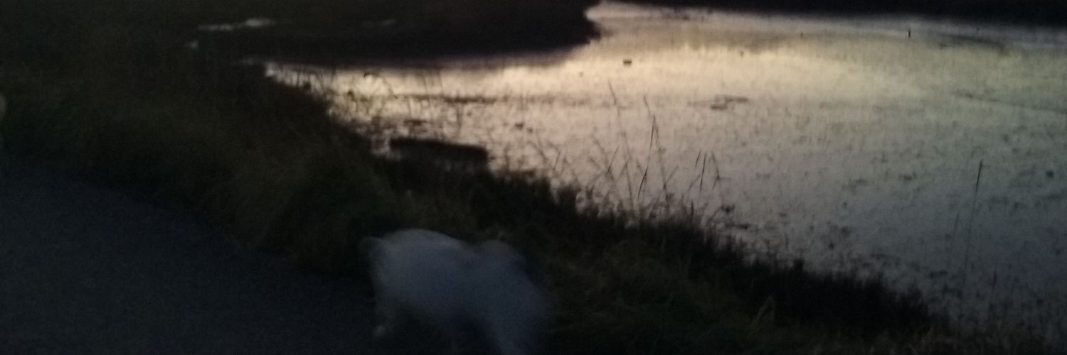 Chelufloyd's profile banner image