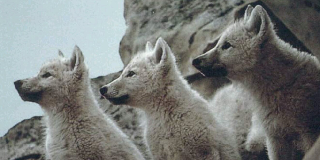 BenMaier's profile banner image