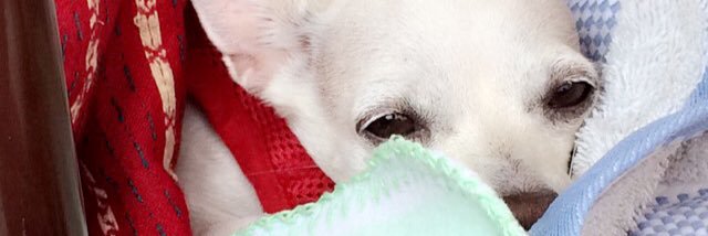 LauroMZ's profile banner image